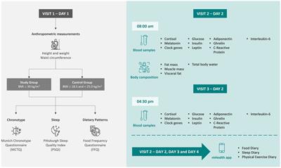 Linking dietary intake, circadian biomarkers, and clock genes on obesity: A study protocol